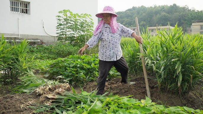 my first ginger harvest: tradition meets modern gardening