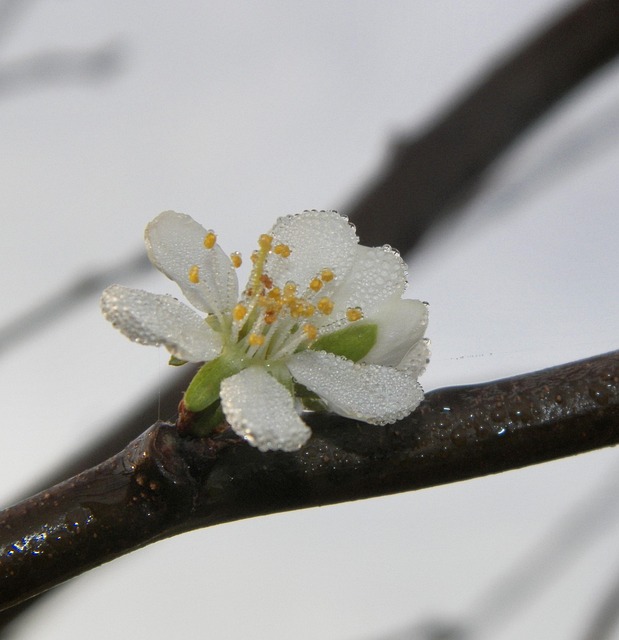 waiting all night for a flower’s secret bloom