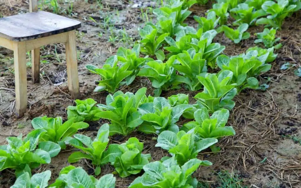 who really owns the backyard lettuce?