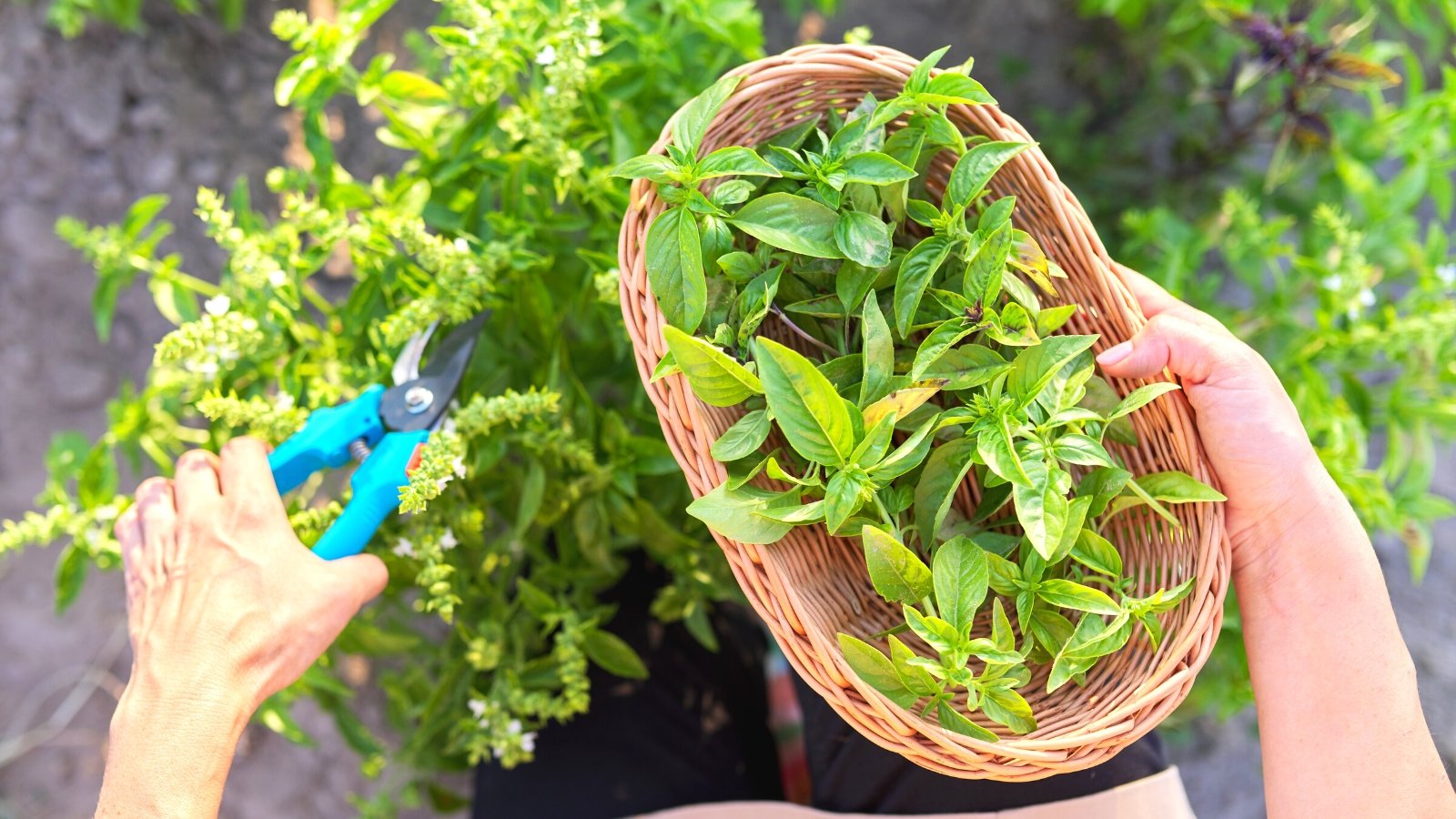 rediscovering old wisdom in my backyard basil