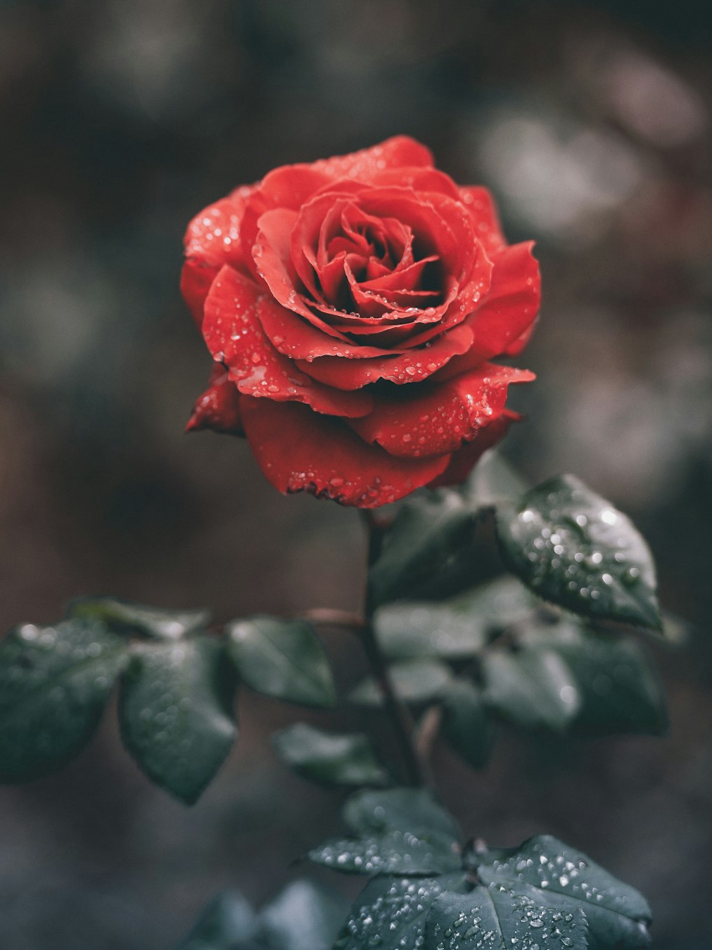 reviving the rose of jericho: a holiday memory in bloom