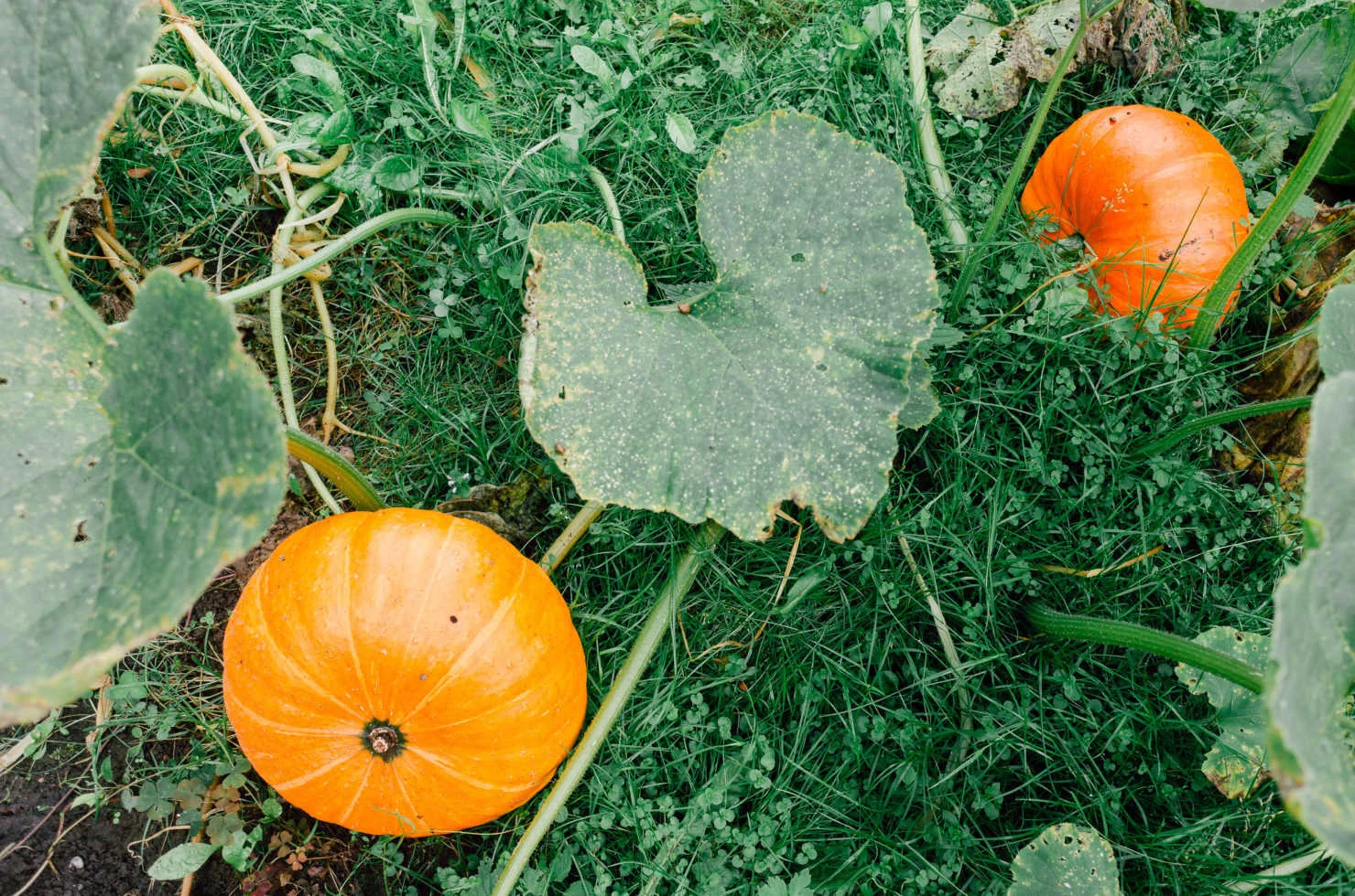 growing my first pumpkin: memories, mistakes, and modern methods