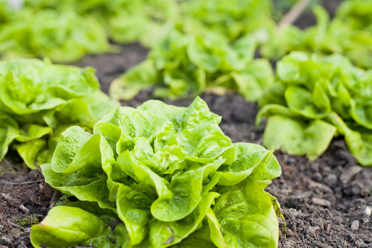 Is It Actually Legal to Sell Homegrown Mushrooms and Lettuce in the US?!