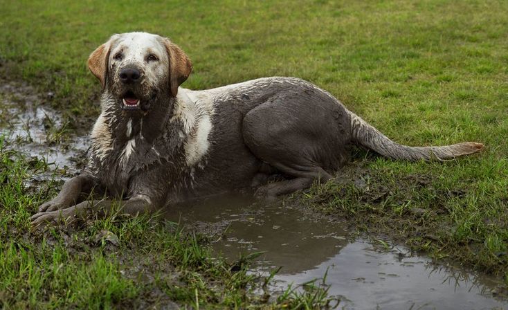 Swamp Pup’s Spa Day: Mud, Suds & Pure Joy