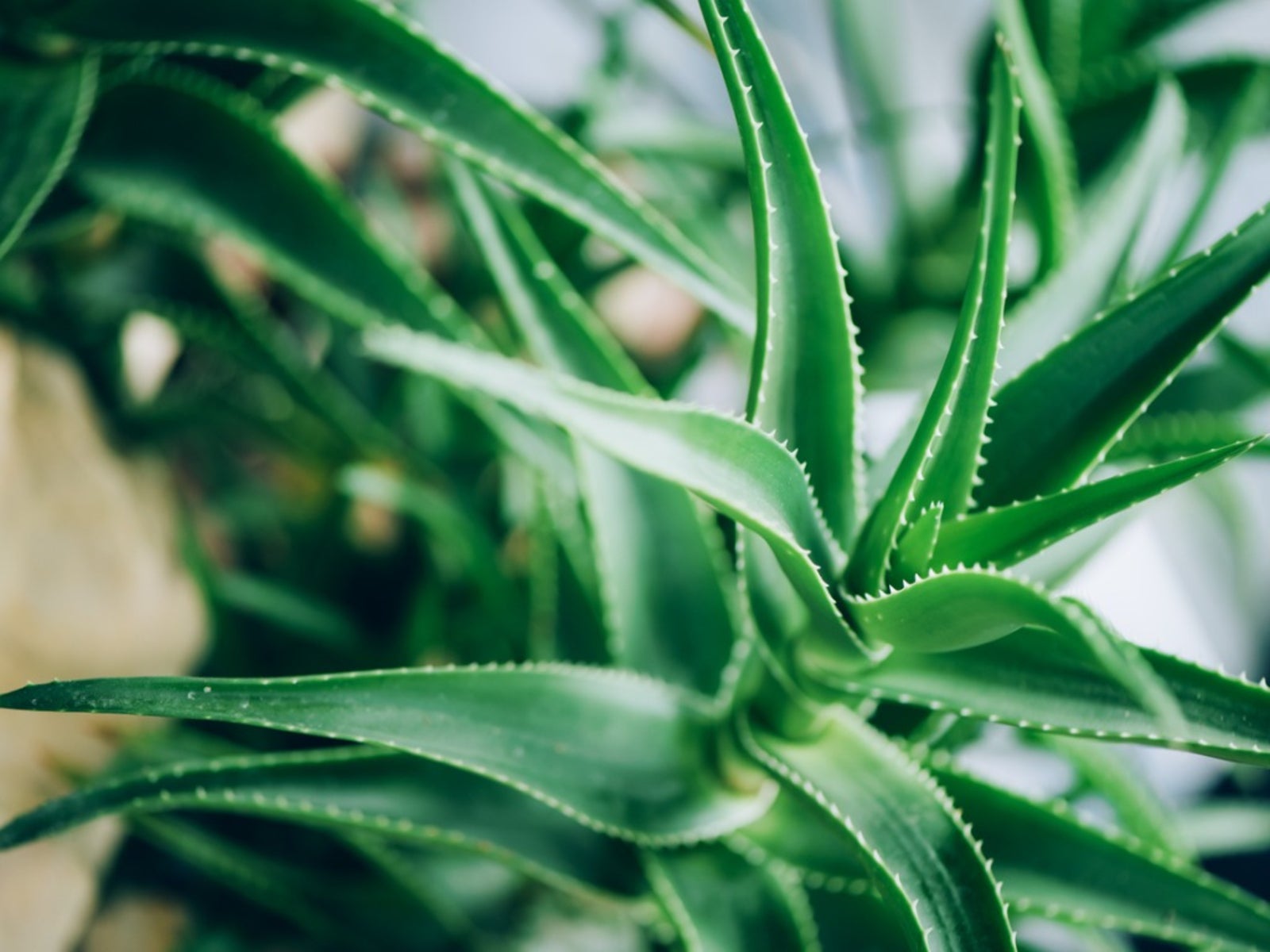 My Aloe Was Dying—Here's What Saved It