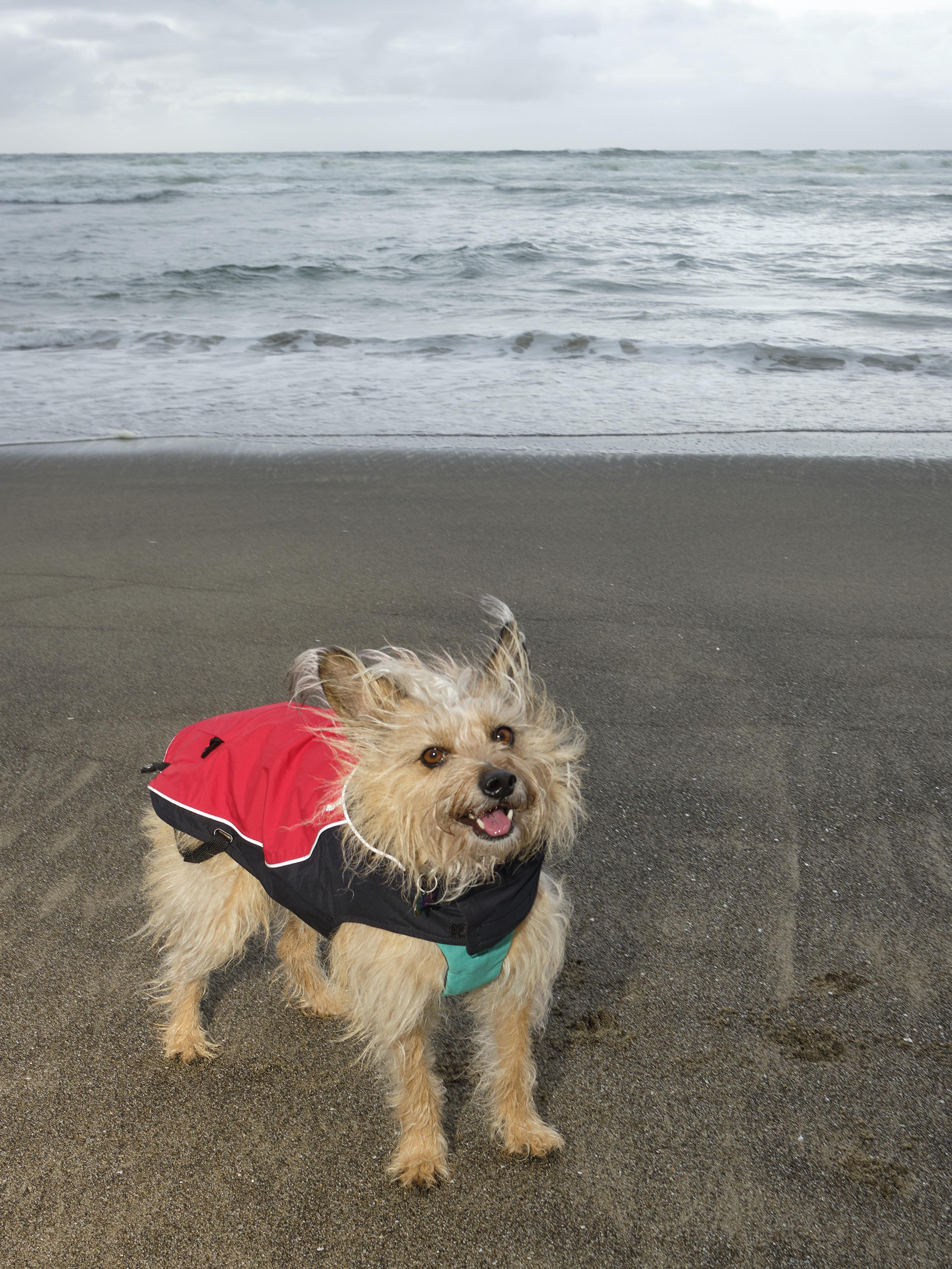 Sun, Sand, and a Tail That Won’t Quit
