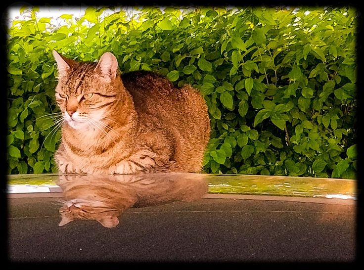 should i pick a hotel or cabin for my cats?
