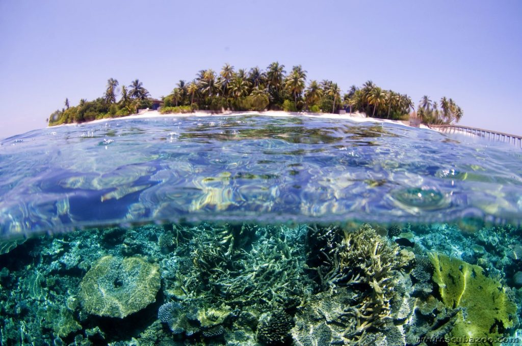 where to snorkel in the maldives without breaking the bank