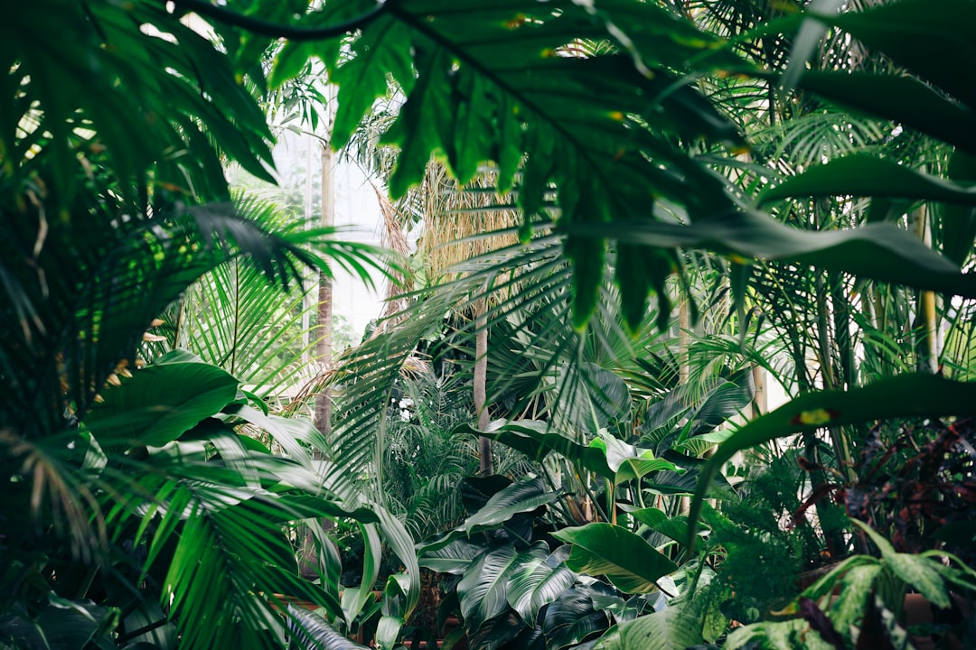 is the peruvian amazon worth it on a tight budget?