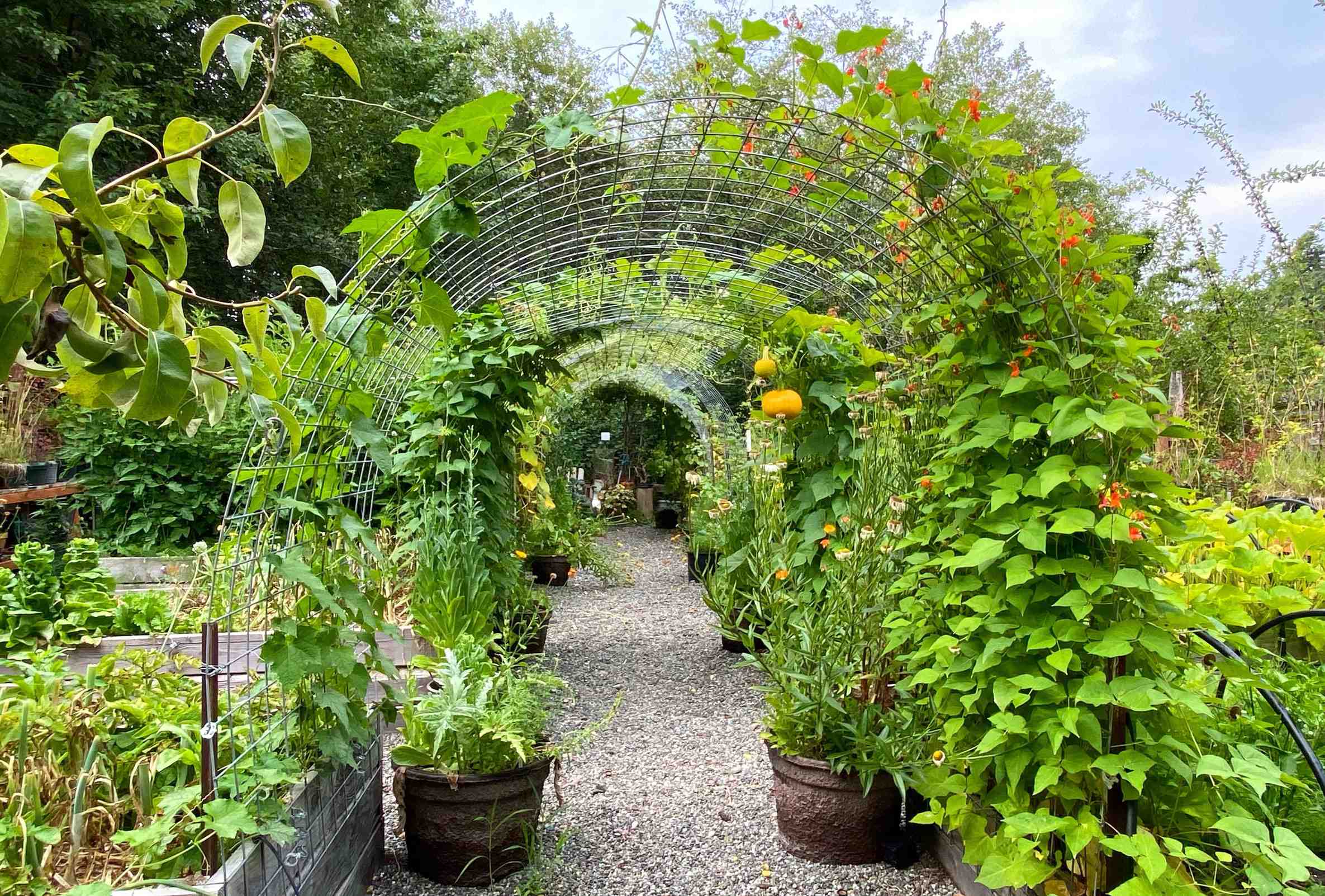 is my backyard gourd tunnel turning into a secret garden escape?