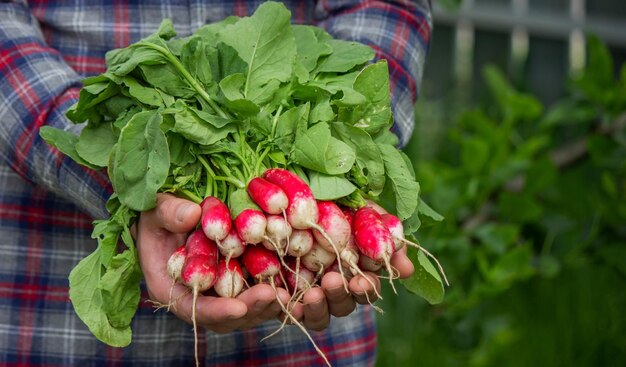 how did this one radish become the star of my garden saga?