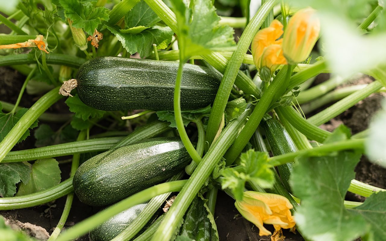 how did we end up with a mountain of zucchini in our backyard?