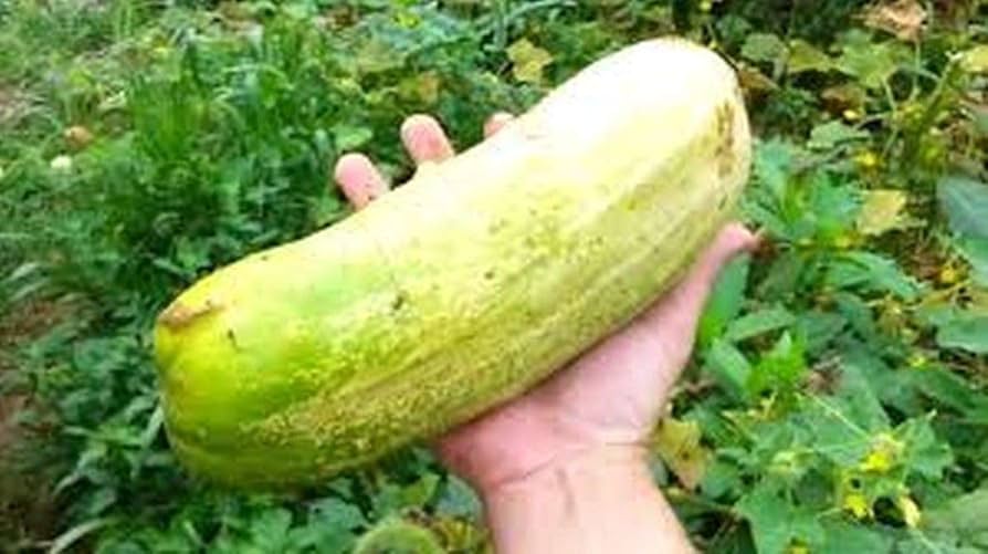 how did my first garden grow a cucumber bigger than my cat?