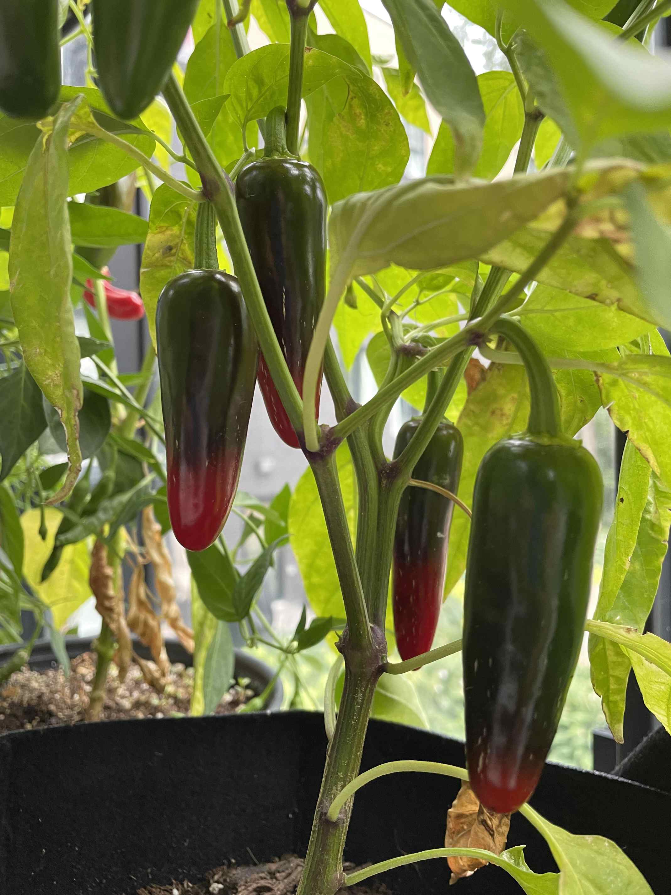 why do grocery jalapenos never turn red or yellow like mine?
