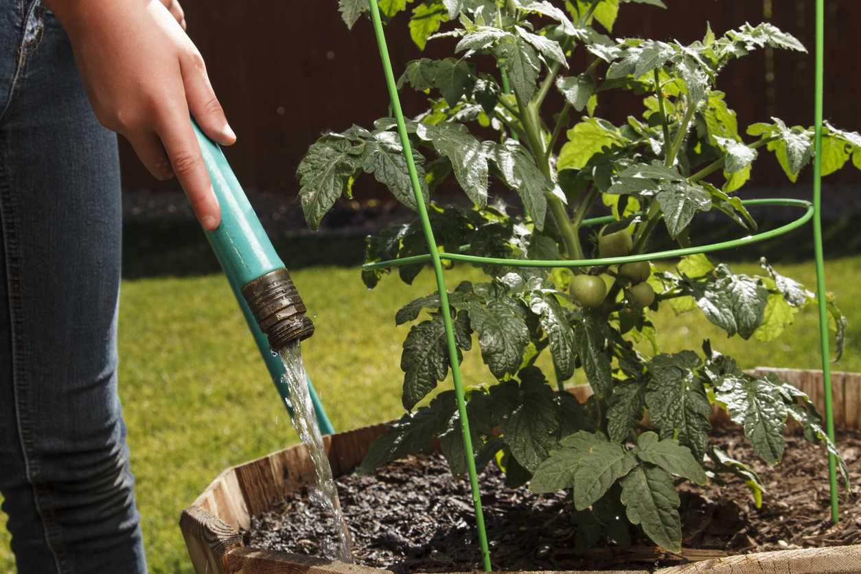 how did a tomato plant end up in my kitchen sponge and thrive?