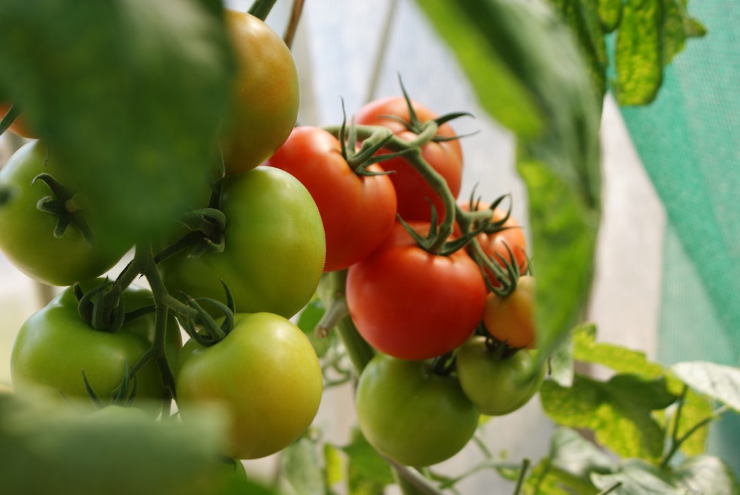 why did pepa’s first tomato selfie turn into a blurry masterpiece?