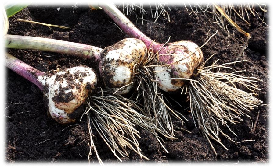 how did i end up with 120 garlic bulbs and zero regrets?