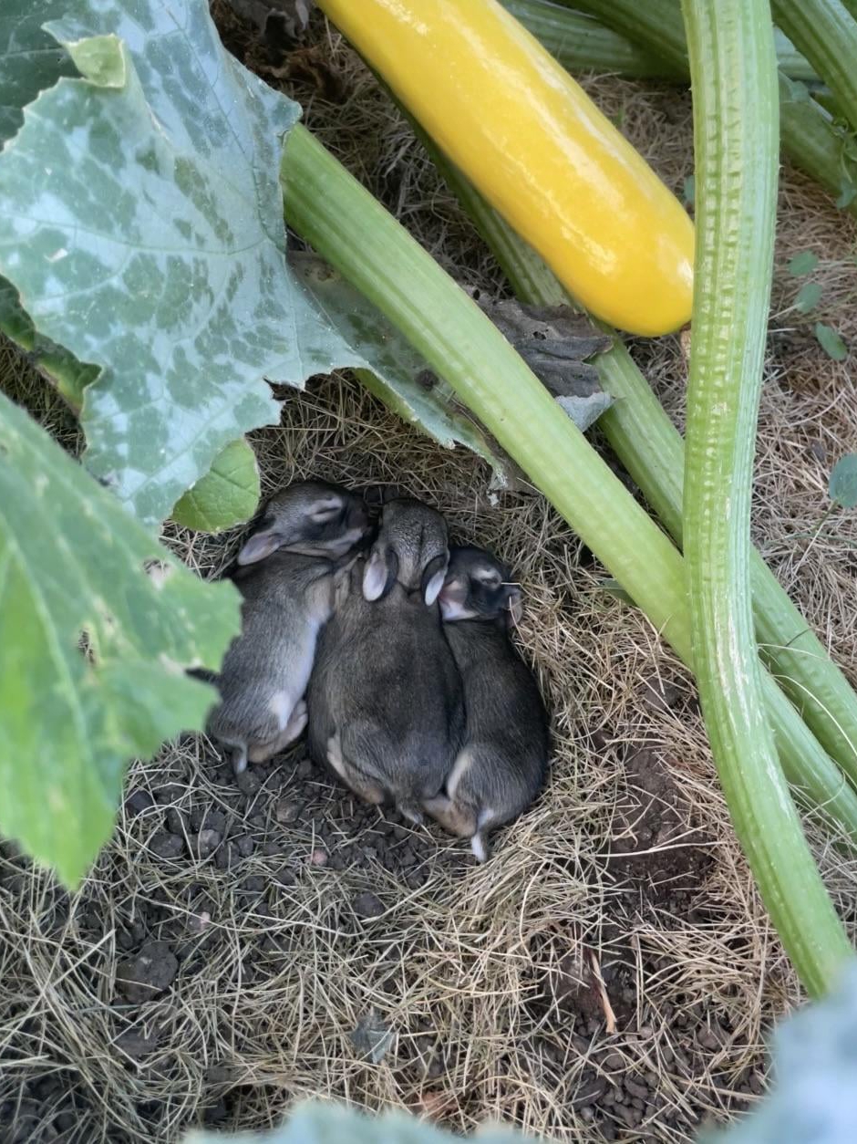 how did a bunny teach me the secret to perfect summer squash?