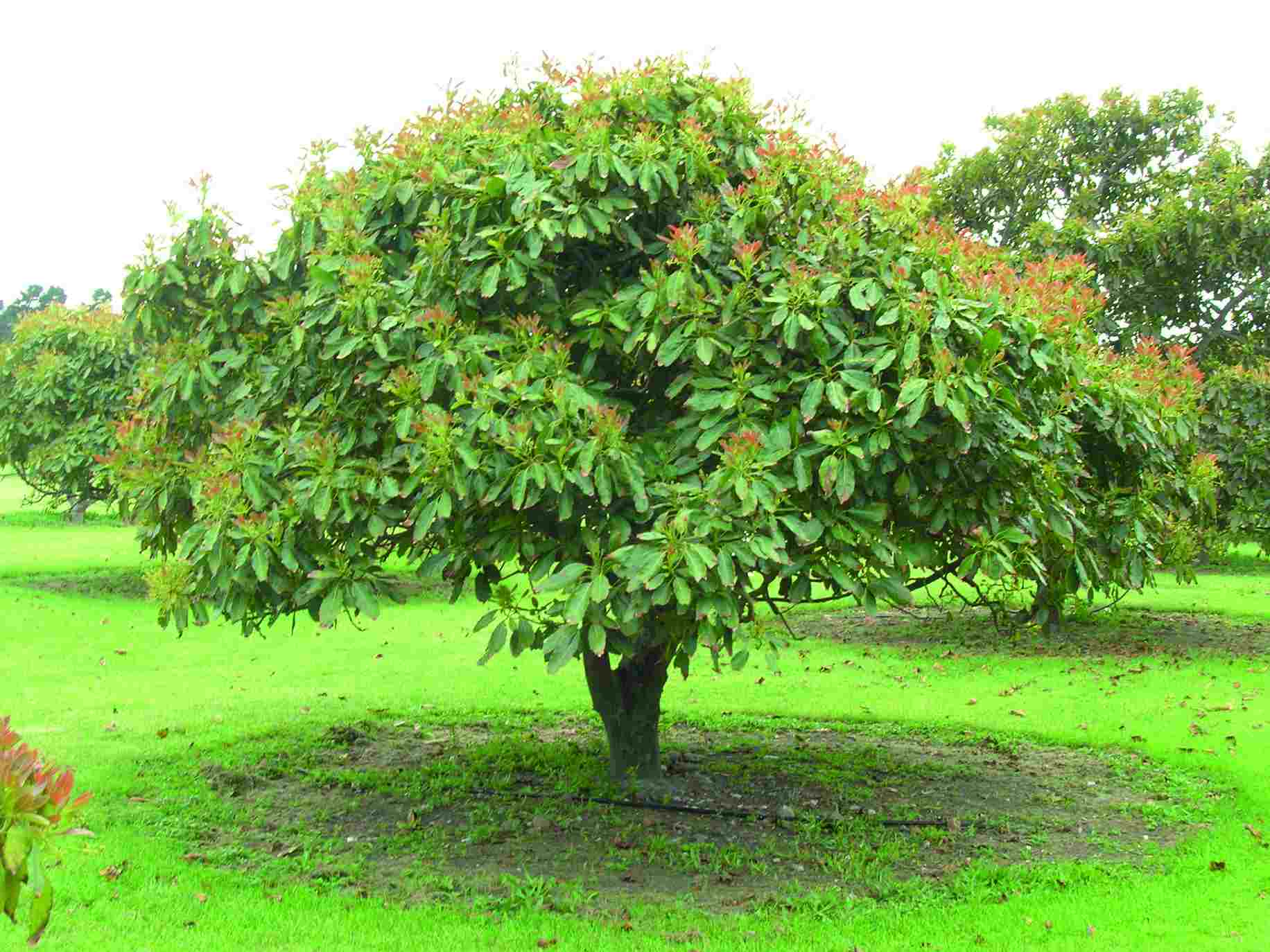 is it possible to grow avocados the size of your head at home?