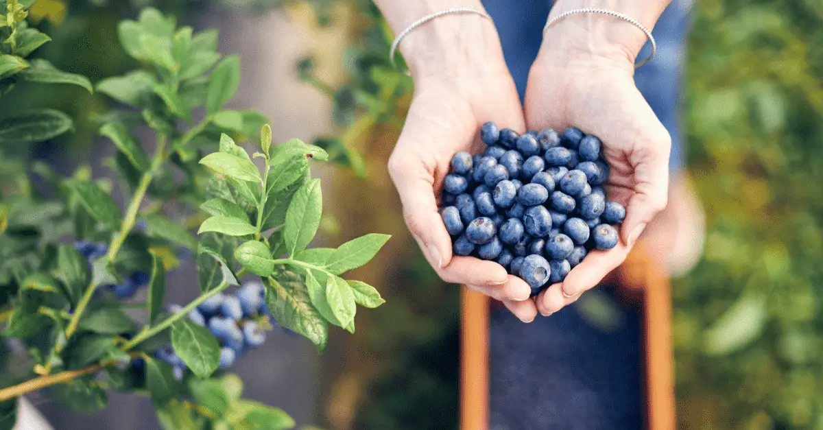 how did i end up with so many blueberries i needed backup help?