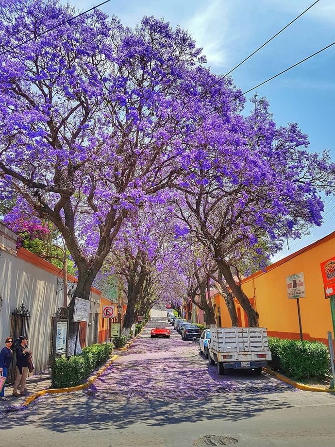 why did planting a jacaranda in mexico totally change my vibe?