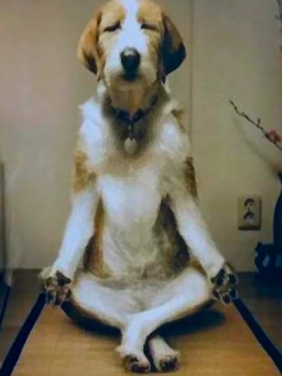 My Dog Tried Yoga and Now I’m Jealous