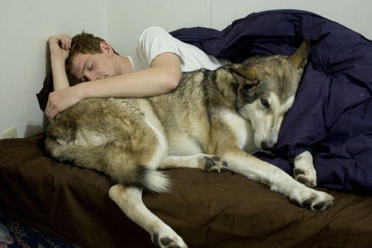 Dog Logic: Nap First, Apologize Later