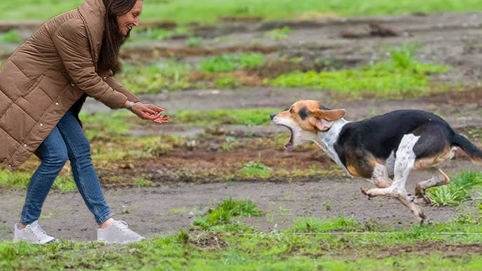 Lost Dog Reunites With Me at Random Park