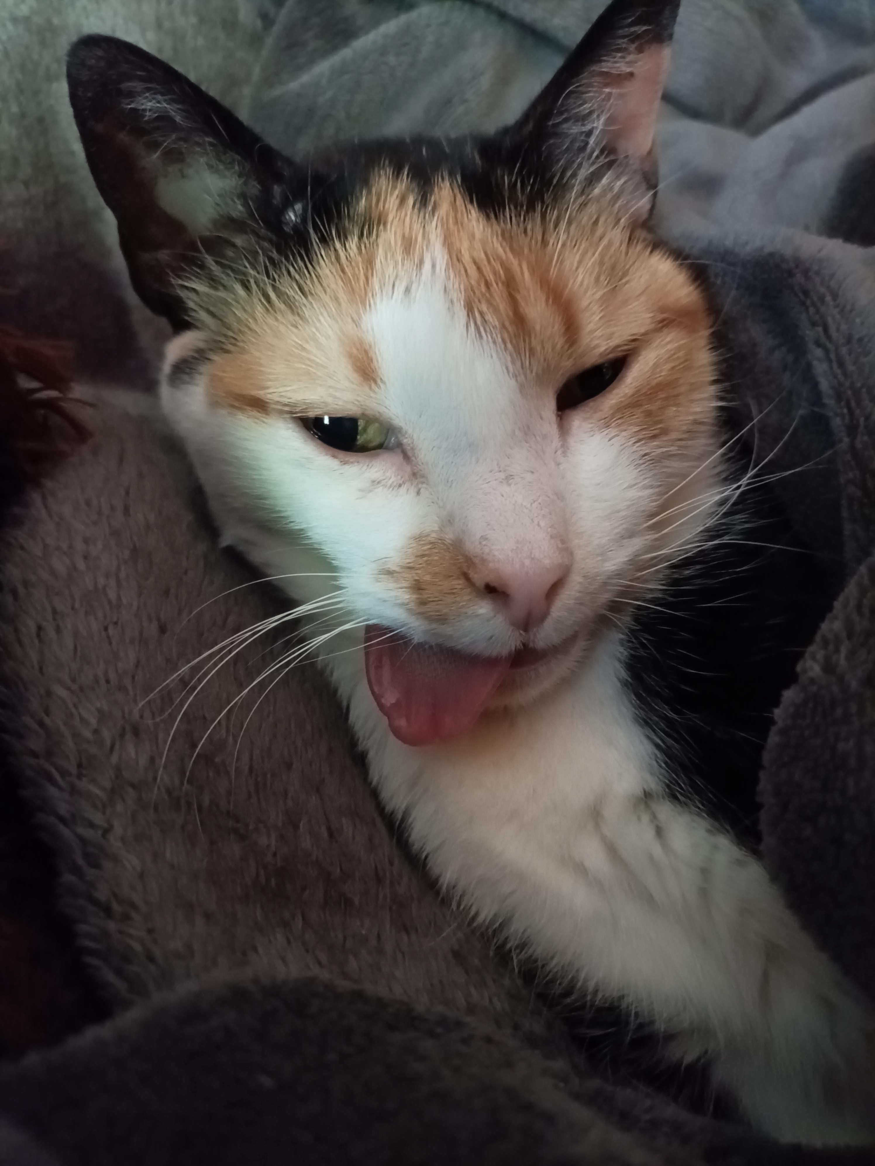 Lost My Furry Best Friend—Show Me Your Pets