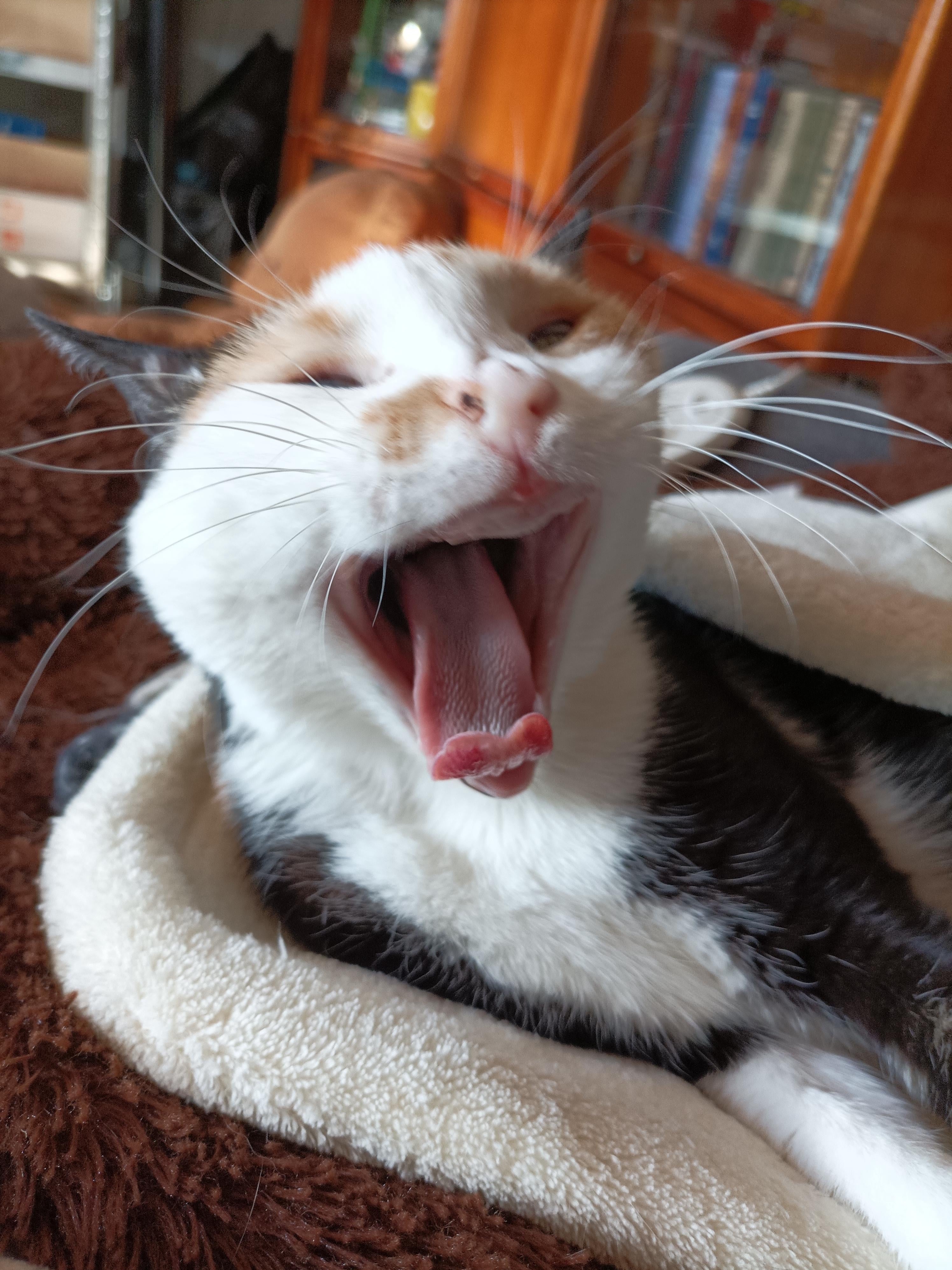 Lost My Furry Best Friend—Show Me Your Pets