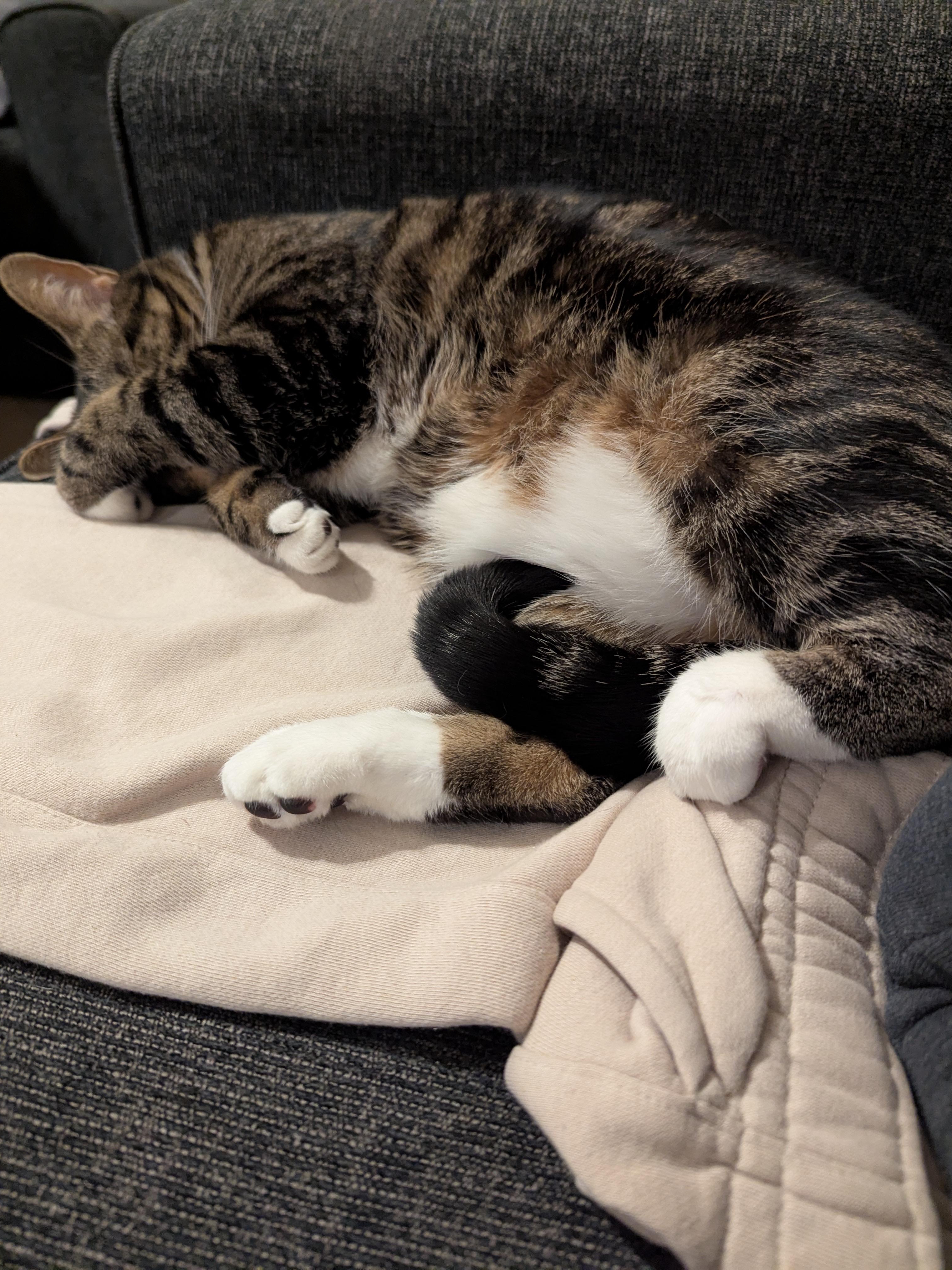 My Cat’s Sleep Positions Deserve an Award