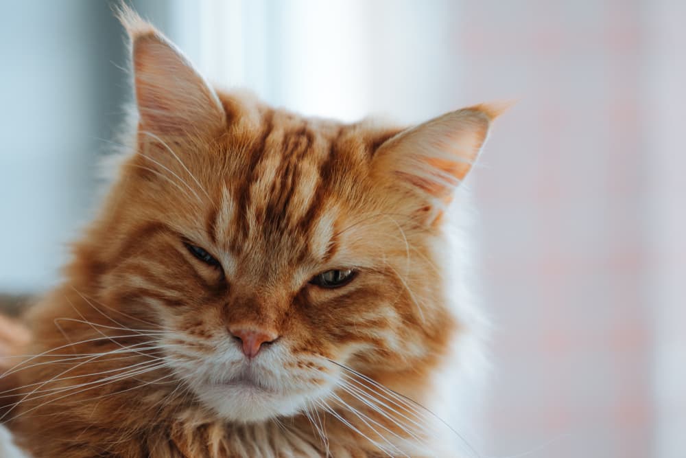 My Cat’s Signature Wink Is Pure Sass