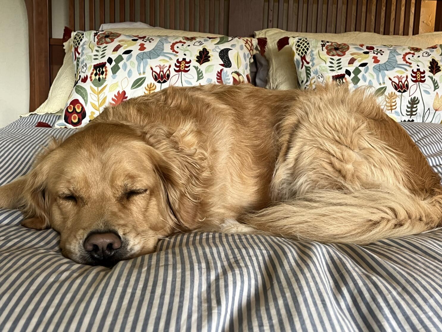 My Dog Thinks My Bed Is His Throne