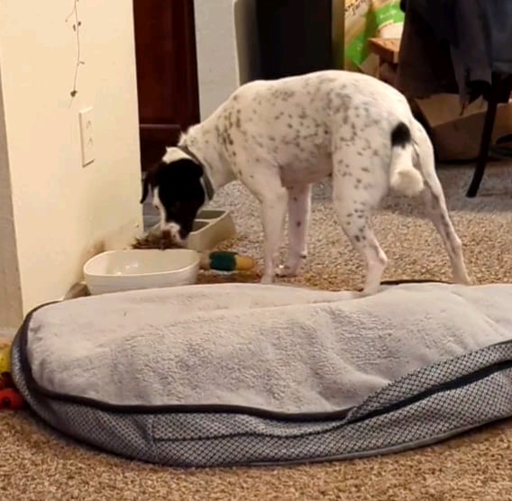My Dog Baptized His Plushie in the Water Bowl