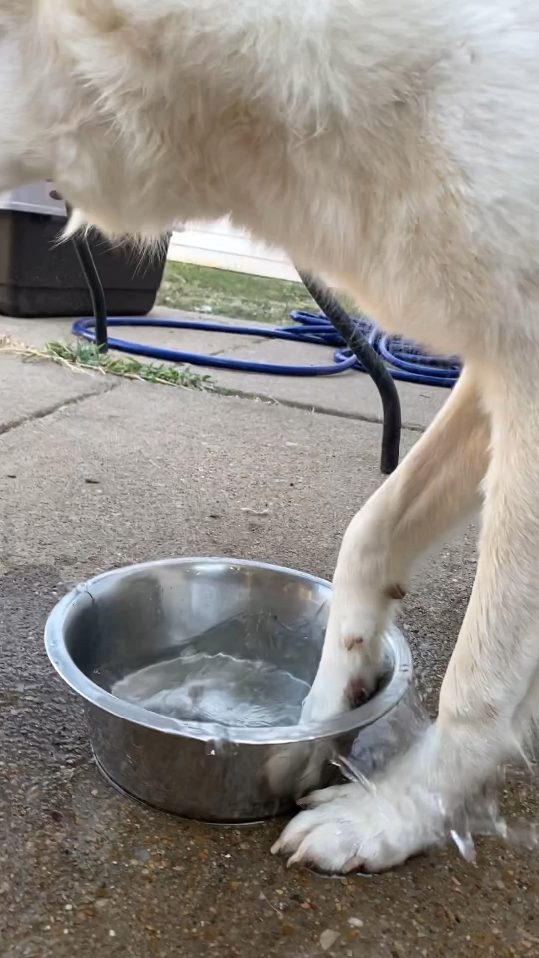 My Dog Invented a New Way to Drink