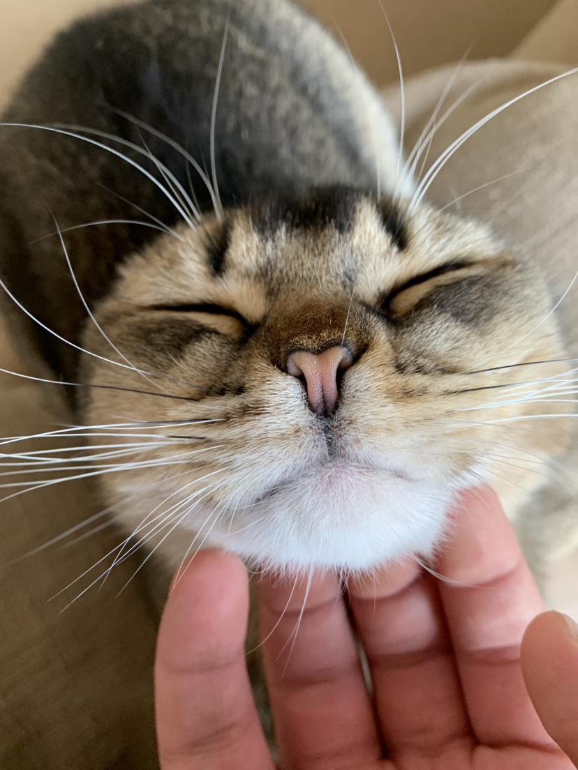 My Cat Treats Chin Rubs Like a Royal Decree