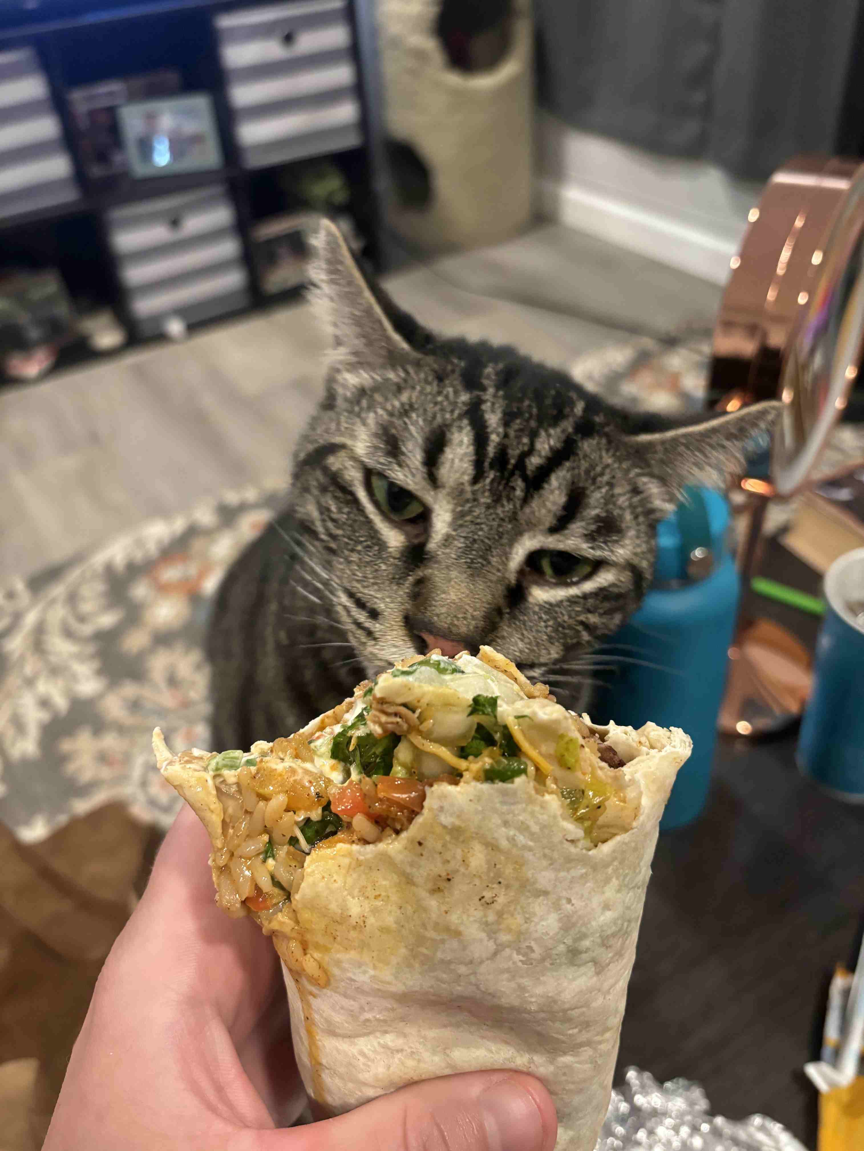 My Cat Thinks My Lunch Is a Crime Scene