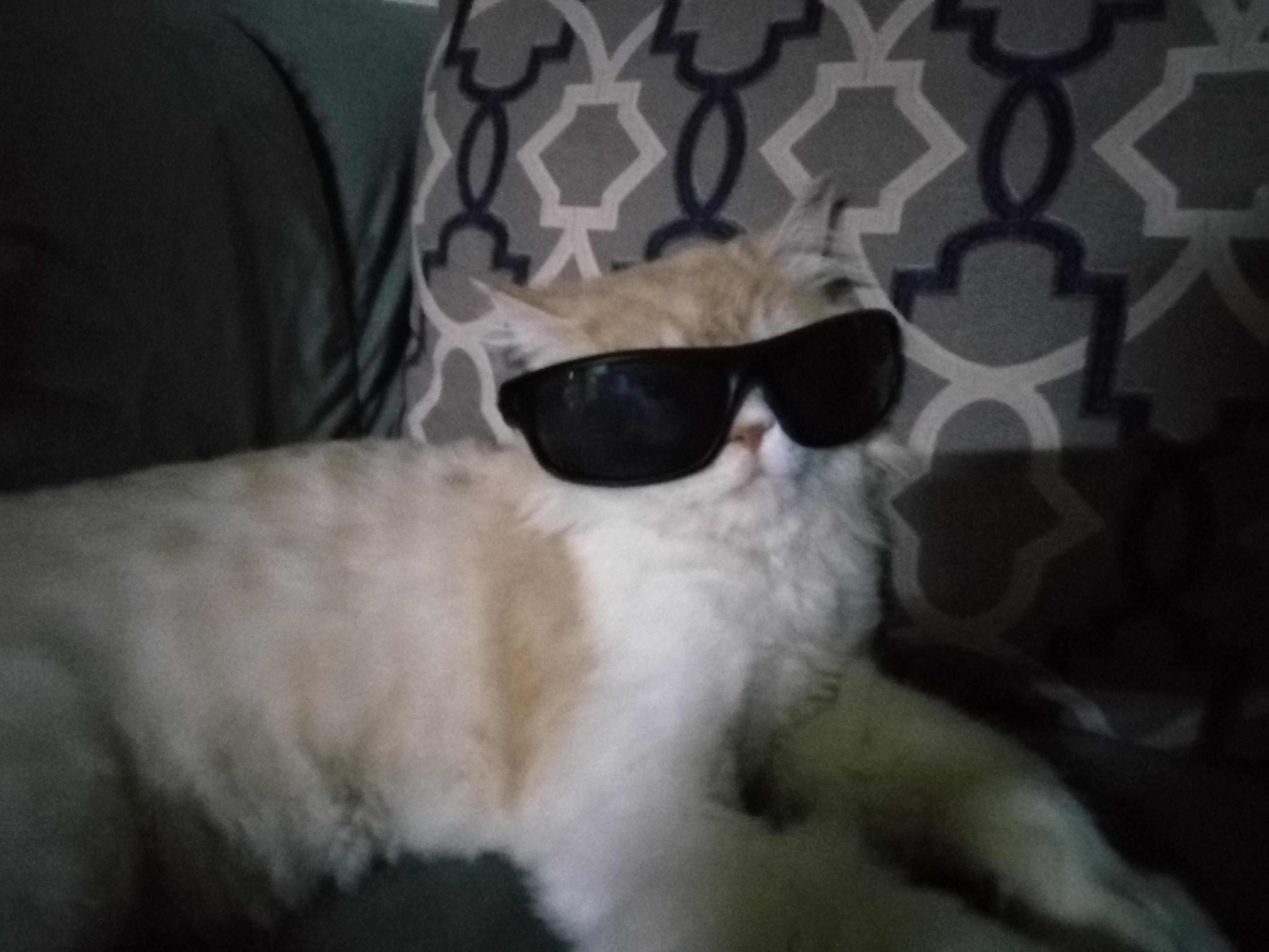 My Cat Thinks He's the Landlord
