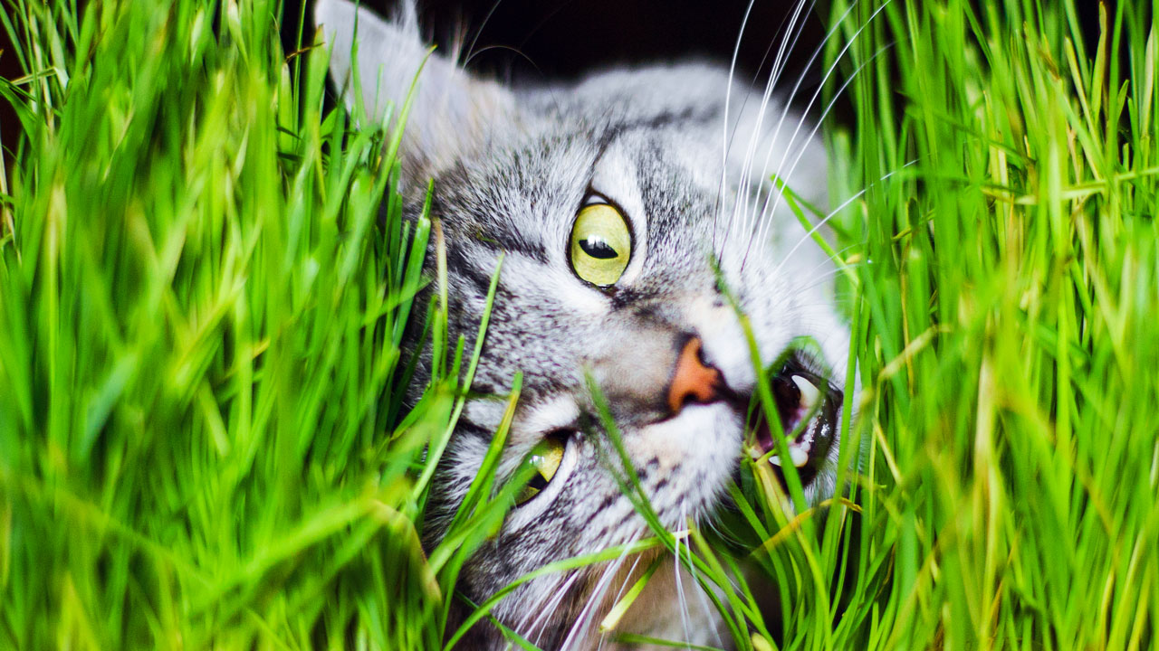 My Cat Thinks the Lawn Is a Buffet