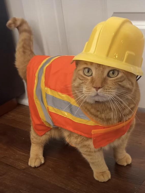 My Cat Thinks He Runs the Construction Site