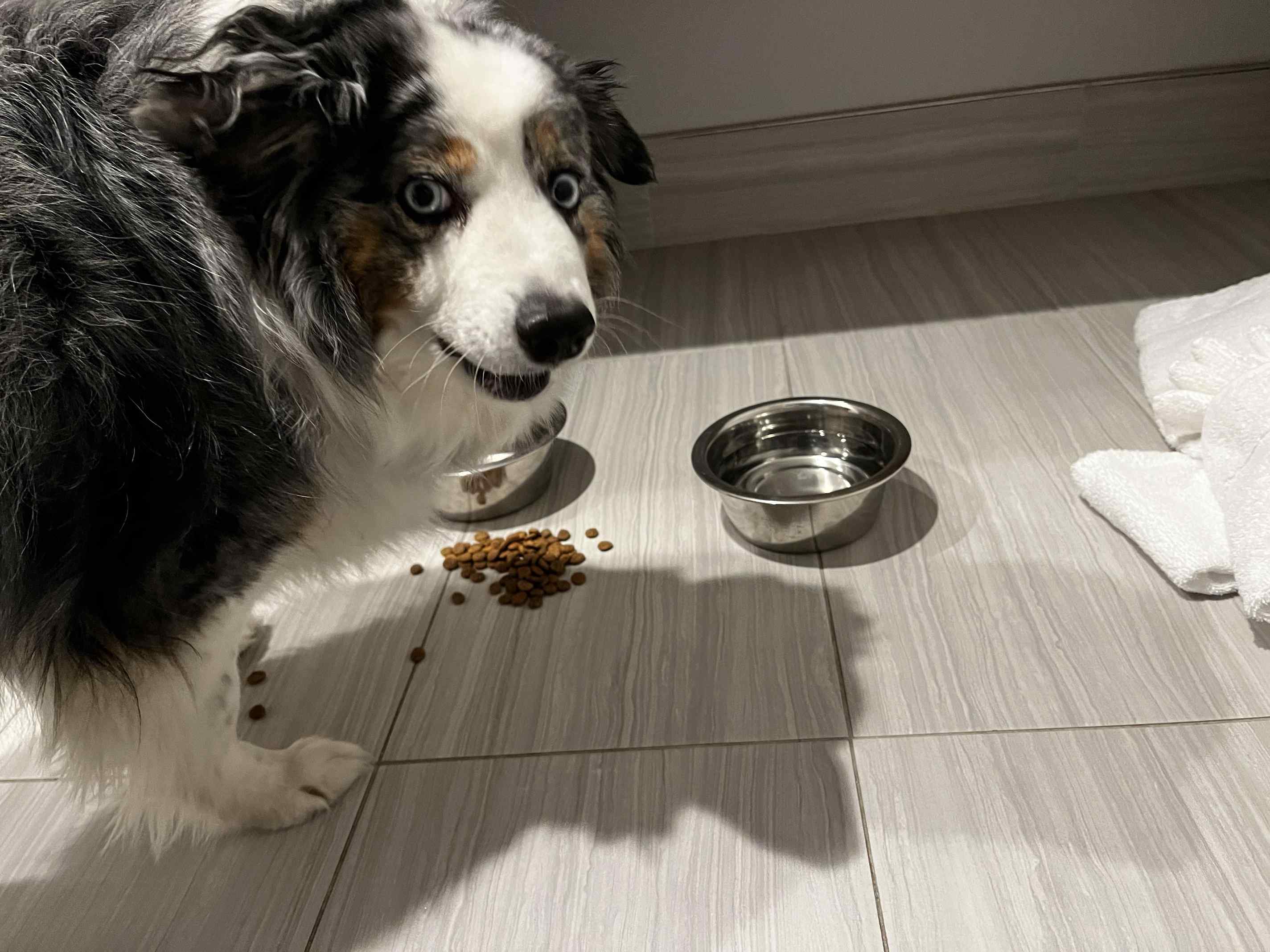 Why Does My Dog Plate His Meals on the Floor?