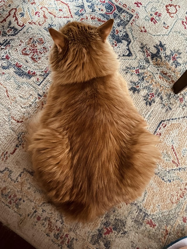 Why Is My Cat Suddenly a Loaf of Bread?
