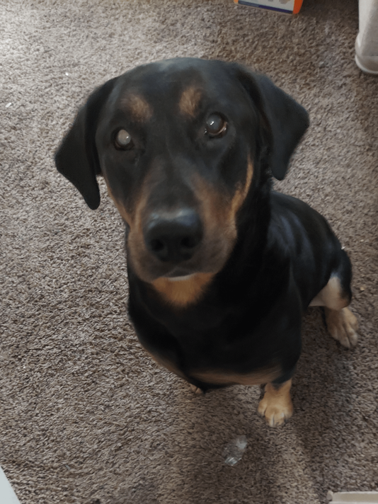 Stranger Dog, Stolen Donut, New Friend