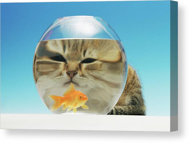 When My Cat Befriended the Goldfish