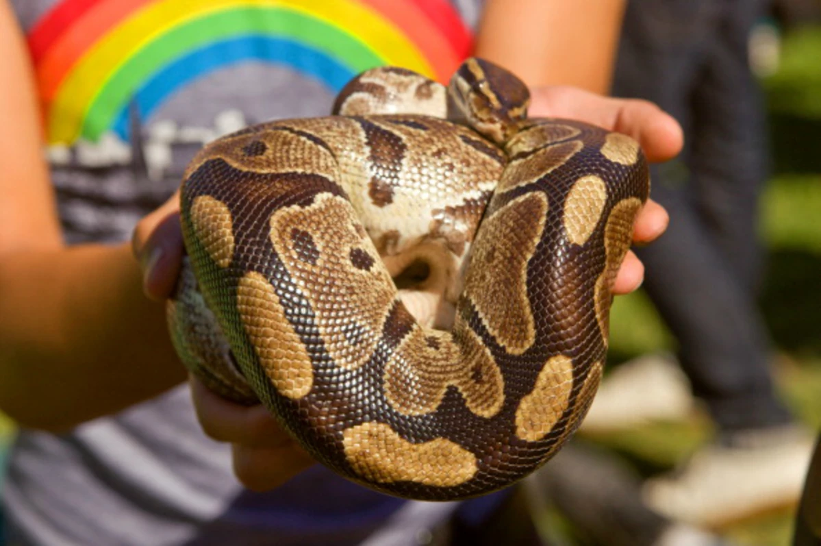 Walking My Snake in the Park: Chaos Ensues