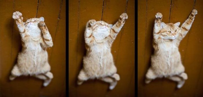 Cats and Their Unapologetic Yoga Moves