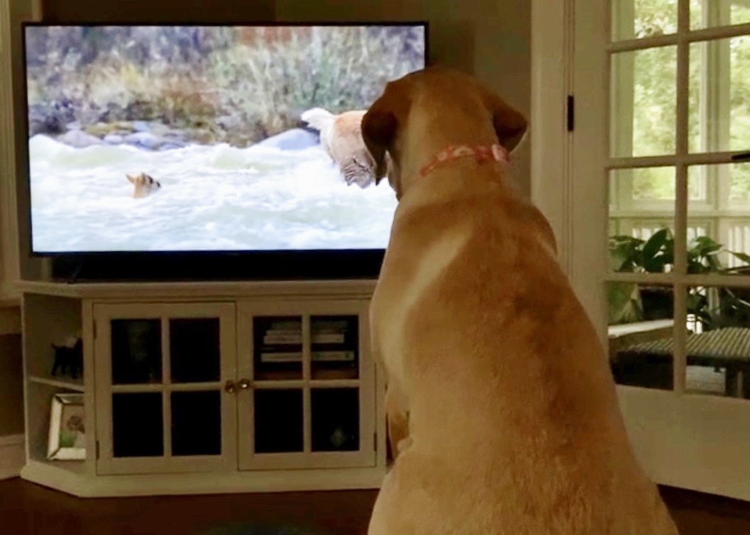 My Dog Judges Reality TV More Than I Do