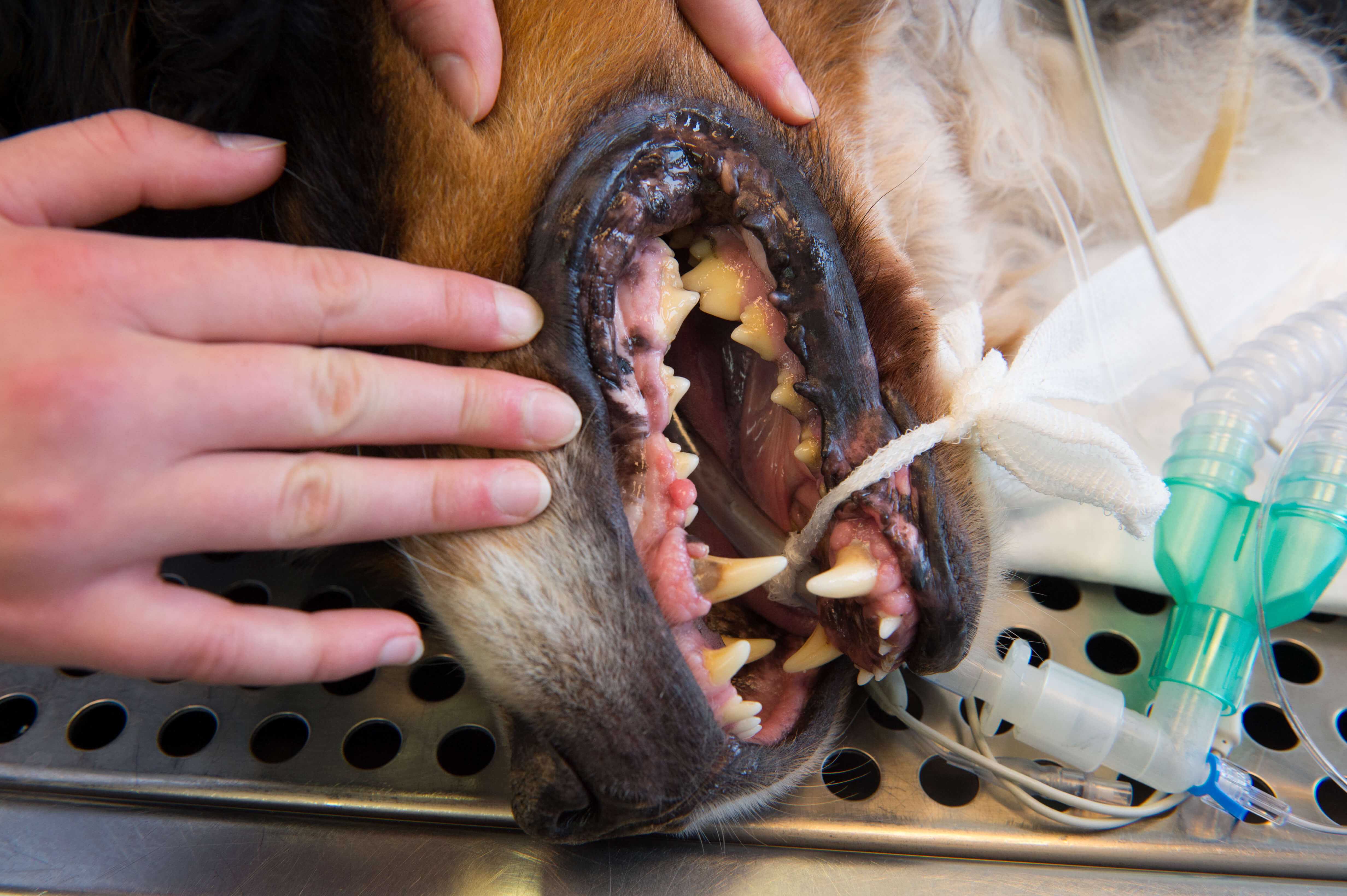 Dog Dental Drama: Vet Notes Got Me Laughing
