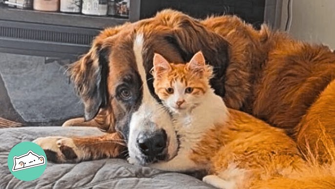 When Your Dog Adopts a Kitten