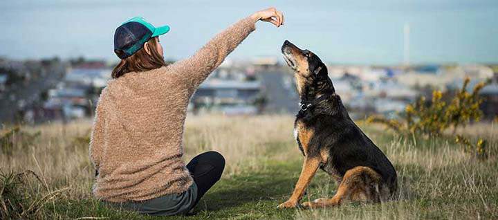 When a Shelter Dog Decides You’re Family